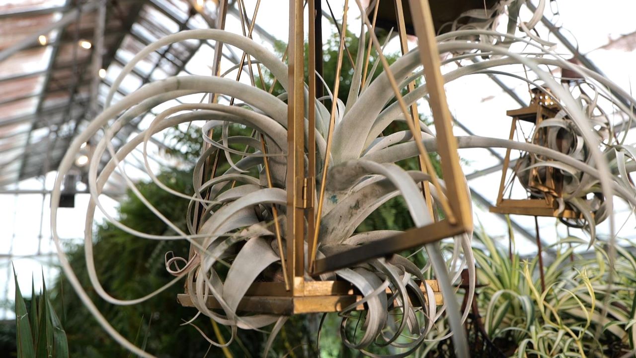 Get It Growing: Air plants create a unique ambience for the home